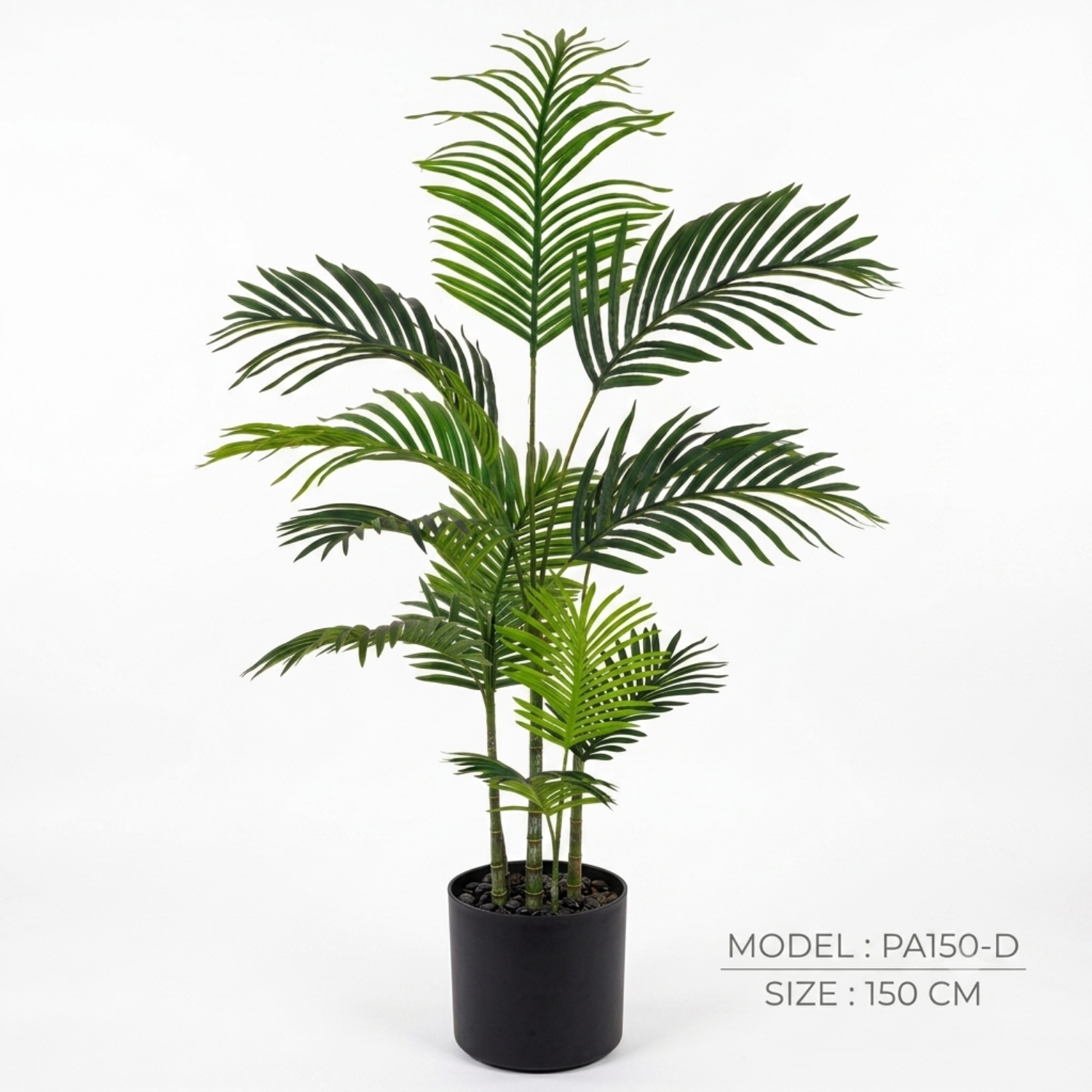 Palm