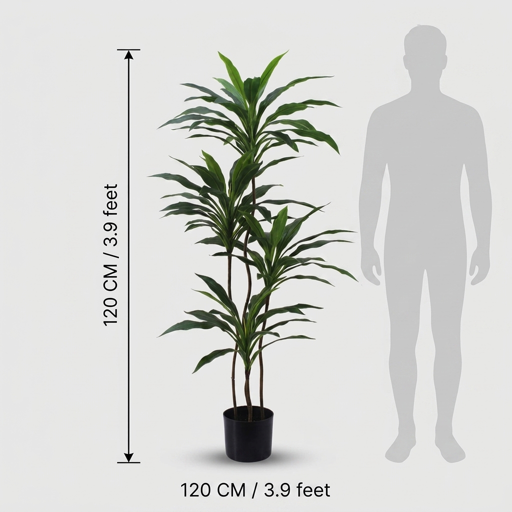 Dracaena Fragrans Indoor Plant 120cm detail 3