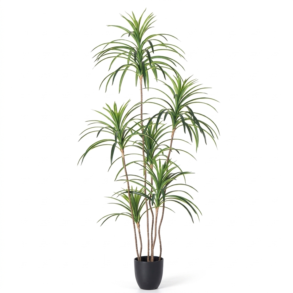 Dracaena Fragrans Massangeana 150cm