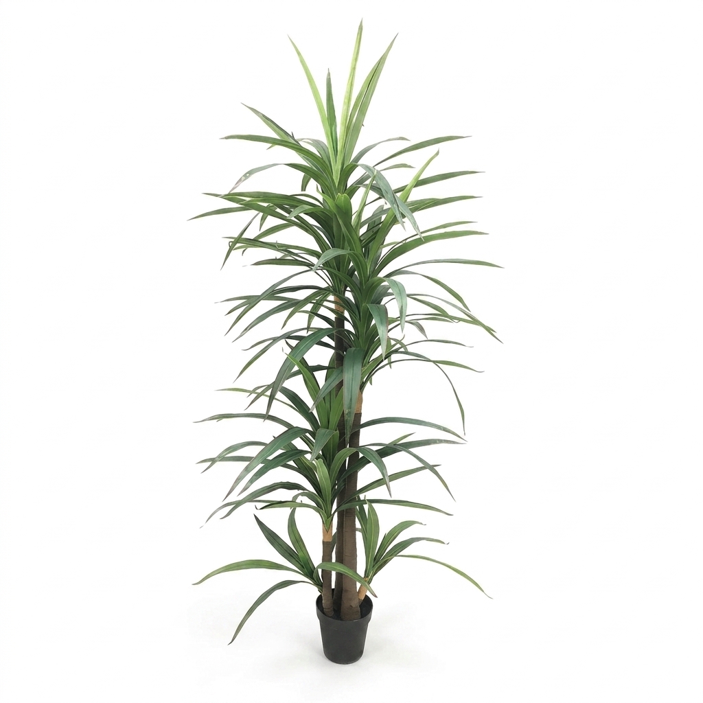 Dracaena Fragrans Tall Plant 220cm