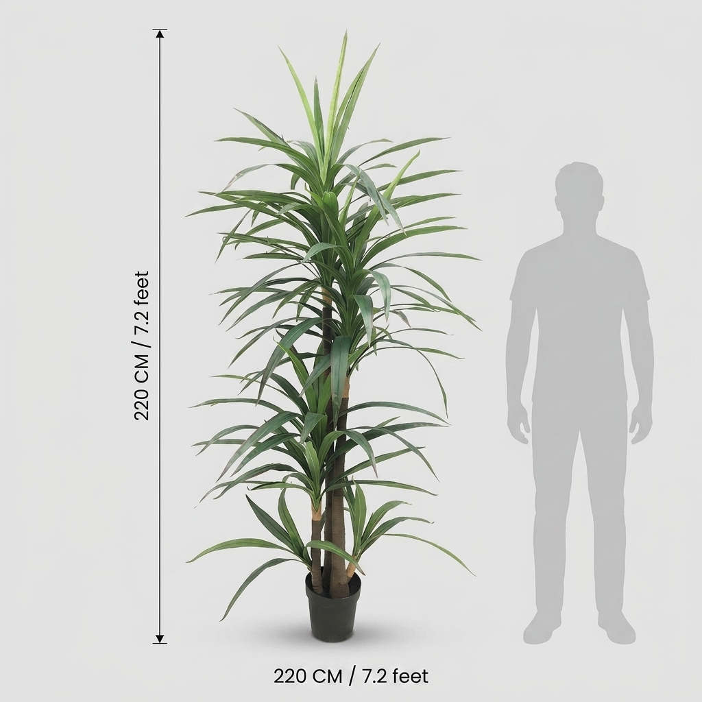 Dracaena Fragrans Tall Plant 220cm detail 3