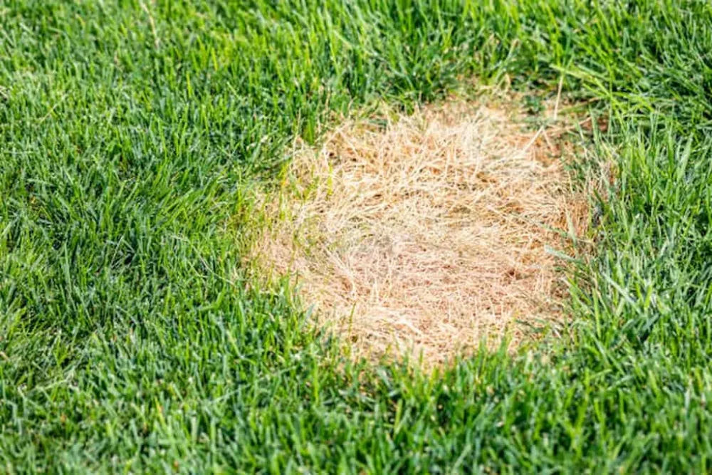 5 Steps to Remove Brown Spots on Grass in Dubai