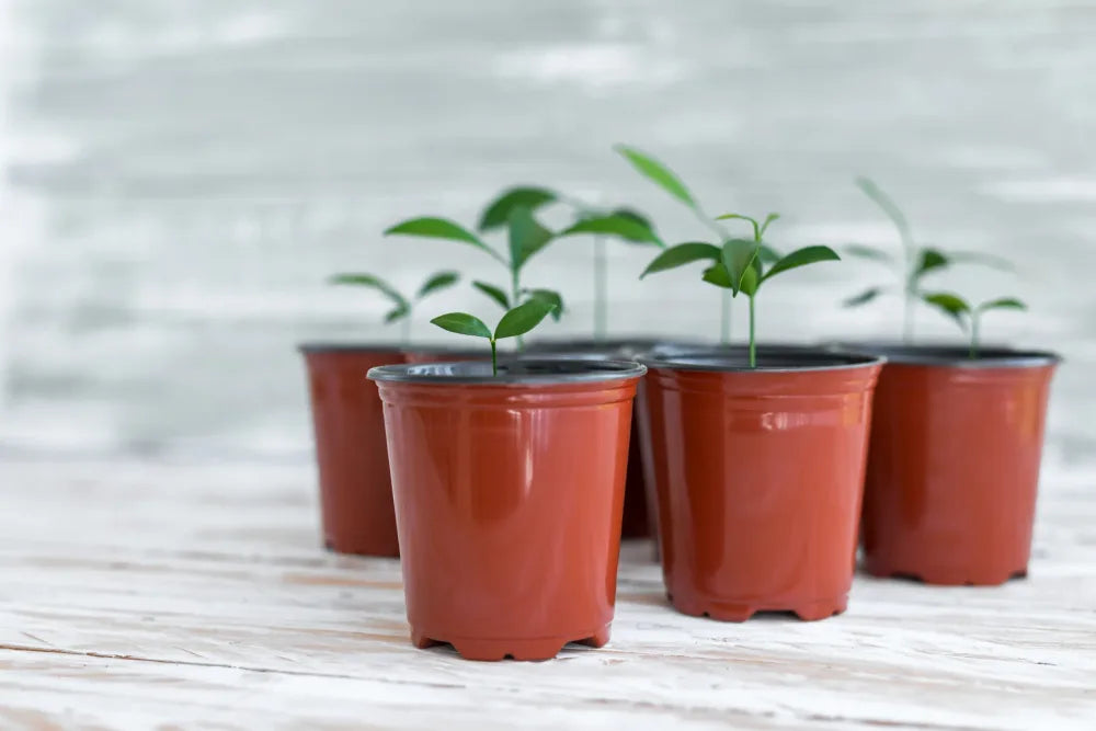 Are You Harming Your Plants with Plastic Pots? Know the Truth!