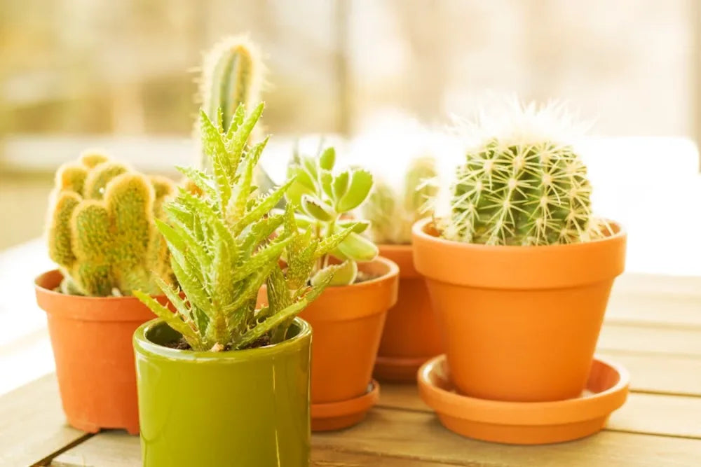 How Many Types of Artificial Plants?